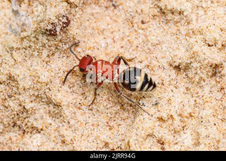 Ant velours (Timulla ferrugata) - Femme Banque D'Images