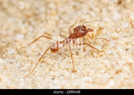 Texas Leaf-Cutting Ant (Atta texana) Banque D'Images