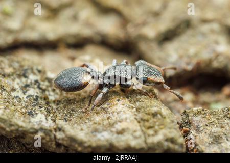 Ant de la tortue du Texas (Cephalotes texanus) sur un arbre de Mesquite au miel (Prosopis glandulosa). Banque D'Images