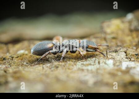 Ant de la tortue du Texas (Cephalotes texanus) sur un arbre de Mesquite au miel (Prosopis glandulosa). Banque D'Images