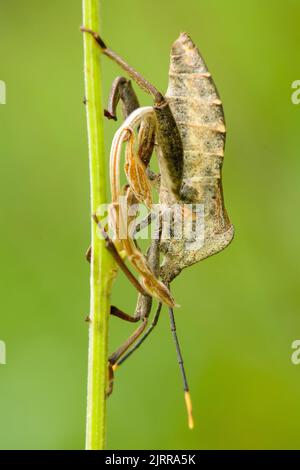 La cicada se tache sur les arbres dans un fond de nature. Banque D'Images