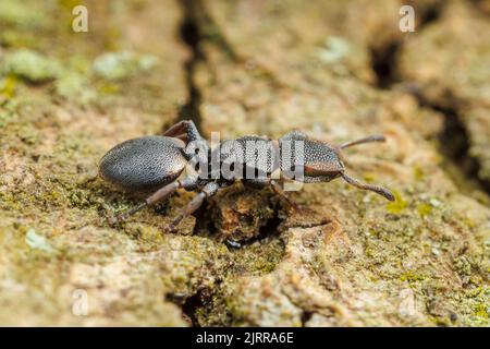 Ant de la tortue du Texas (Cephalotes texanus) sur un arbre de Mesquite au miel (Prosopis glandulosa). Banque D'Images