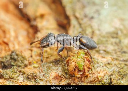 Ant de la tortue du Texas (Cephalotes texanus) sur un arbre de Mesquite au miel (Prosopis glandulosa). Banque D'Images