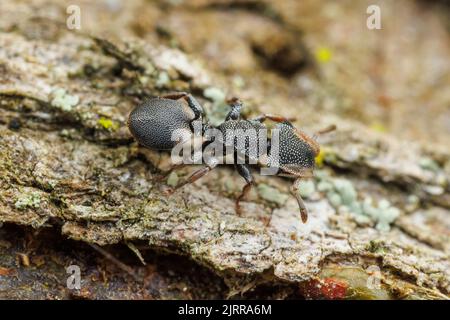 Ant de la tortue du Texas (Cephalotes texanus) sur un arbre de Mesquite au miel (Prosopis glandulosa). Banque D'Images