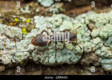 Ant de la tortue du Texas (Cephalotes texanus) sur un arbre de Mesquite au miel (Prosopis glandulosa). Banque D'Images