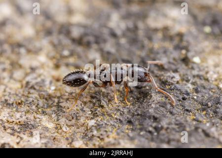 Ant d'Acorn (Temnothorax longispinosus) Banque D'Images