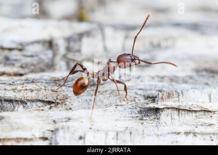 Ant à col de Tennessee (Aphaenogaster tennesseensis) Banque D'Images