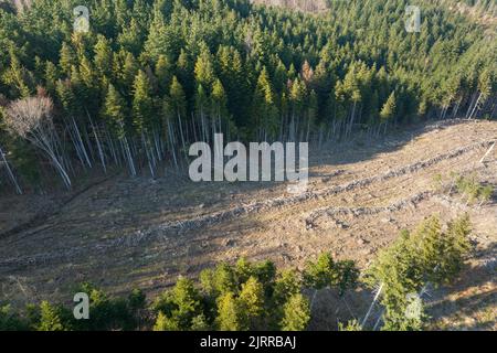 Vue aérienne de la forêt de pins avec une grande superficie d'arbres coupés à la suite de l'industrie mondiale de déboisement. Influence humaine néfaste sur l'écologie mondiale Banque D'Images