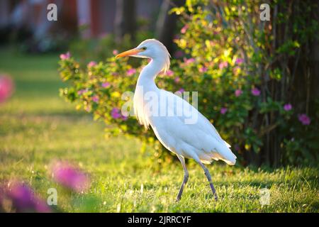 Oiseau sauvage d'aigrette de bétail blanc, également connu sous le nom de Bubulcus ibis, marchant sur une pelouse verte en été Banque D'Images