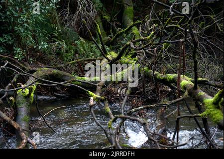 C'est Badger Creek, au-dessus de Badger Weir, près de Healesville, à Victoria, en Australie. C'est dans une forêt pluviale tempérée - et c'était vraiment humide ! Banque D'Images