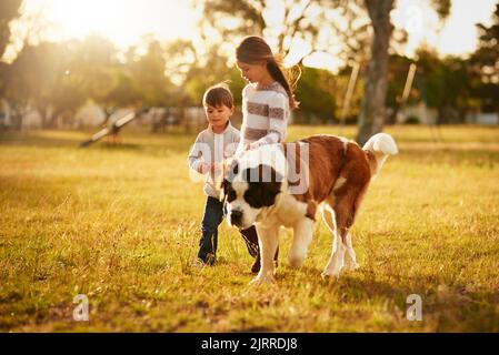 À la recherche de l'aventure ensemble. Deux petits frères et sœurs mignons marchant dans un parc avec leur chien. Banque D'Images