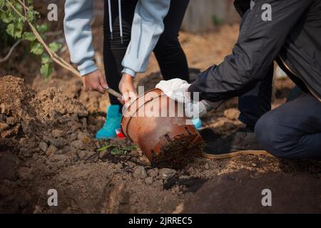 Plantation de semis dans le sol. Plantation de plantes dans le sol. Les gens cultivent la forêt. Pot avec bois. Banque D'Images