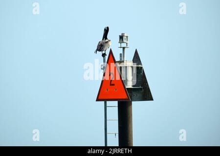 Pélican d'oiseau de mer assis sur le dessus du tuyau en métal avec des panneaux loin de la rive sur l'eau bleue de l'océan et le fond du ciel Banque D'Images
