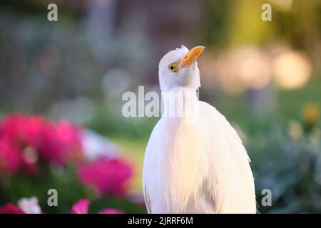 Oiseau sauvage d'aigrette de bétail blanc, également connu sous le nom de Bubulcus ibis, marchant sur une pelouse verte en été Banque D'Images