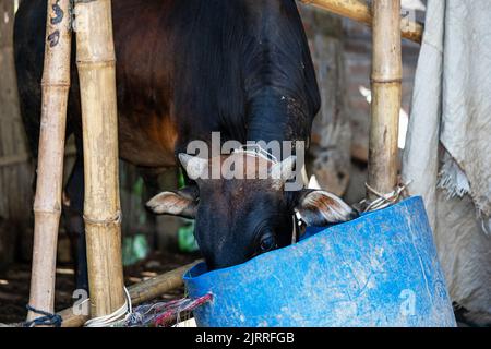 Agriculture industrie , troupeau de vaches - vaches noires et blanches Banque D'Images