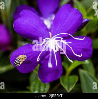 Java, Indonésie, 13 juin 2022 - l'abeille se rapproche de la fleur pourpre. Banque D'Images