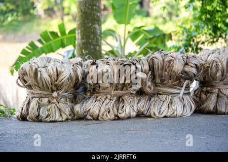 Fibre de jute végétale, suspension de fibre de jute brute Banque D'Images