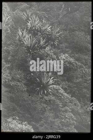 Bosquet de chou de montagne (Cordyline indivisa) près de la ligne de brousse sur le côté ouest du Mont Dundas, 22 mars 1923-24 mars 1923, Île du Nord, par Leslie Adkin. Don de la famille Adkin, 1997. Banque D'Images