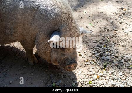 museau d'un gros cochon gris gros plan. animaux de ferme Banque D'Images