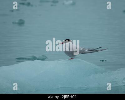 Sterne arctique adulte sur les banquise de Svalbard. Archipel norvégien entre la Norvège et le pôle Nord. Océan Arctique, Svalbard, Norvège. Banque D'Images