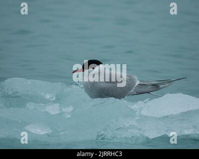 Sterne arctique adulte sur les banquise de Svalbard. Archipel norvégien entre la Norvège et le pôle Nord. Océan Arctique, Svalbard, Norvège. Banque D'Images