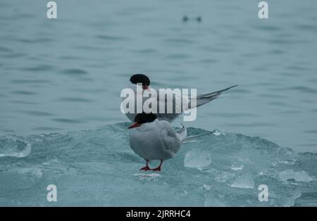 Deux sternes arctiques adultes sur les flotteurs de glace de Svalbard. Archipel norvégien entre la Norvège et le pôle Nord. Océan Arctique, Svalbard, Norvège. Banque D'Images