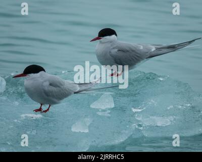 Deux sternes arctiques adultes sur les flotteurs de glace de Svalbard. Archipel norvégien entre la Norvège et le pôle Nord. Océan Arctique, Svalbard, Norvège. Banque D'Images