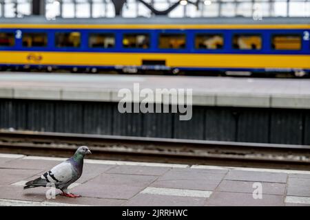2022-08-26 07:46:37 ROTTERDAM - une station presque vide à Rotterdam Central en relation avec les grèves NS dans la région de l'Ouest. Le personnel des chemins de fer néerlandais cessera de travailler localement. Il s'agit de frappes de relais 24 heures sur 24. ANP ROBIN UTRECHT pays-bas - belgique sortie Banque D'Images