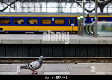 2022-08-26 07:46:39 ROTTERDAM - une station presque vide à Rotterdam Central en relation avec les grèves NS dans la région de l'Ouest. Le personnel des chemins de fer néerlandais cessera de travailler localement. Il s'agit de frappes de relais 24 heures sur 24. ANP ROBIN UTRECHT pays-bas - belgique sortie Banque D'Images