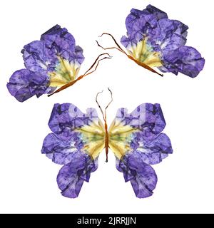 papillon floral fait à partir de pétales de lis séchés et incurvés et bizarres fleur d'iris sec Banque D'Images