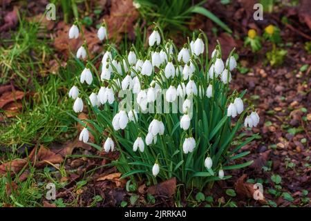 Gouttes de neige. Snowdrops - Galanthus est un petit genre d'environ 20 espèces de plantes herbacées bulbeuses de la famille des Amaryllidaceae, sous-famille Banque D'Images