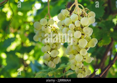 Gros plan de petits pains de raisins de vin blanc mûrs sur la vigne. Raisin vert sur la vigne dans le jardin. Bouquet de raisins sur la vigne. Raisins sur la plantation de Banque D'Images