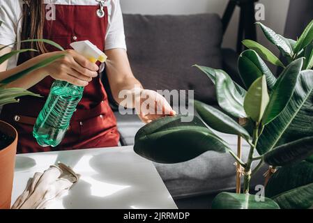 Gros plan d'une jeune femme caucasienne méconnue saupoudrer l'eau de la bouteille vaporisée sur les feuilles de plantes vertes. Soin des plantes, jardinage, concept de printemps. WA Banque D'Images