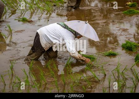 Indonésie, 13 juin 2022 - les femmes plantent du riz dans un champ couvert d'eau. Banque D'Images