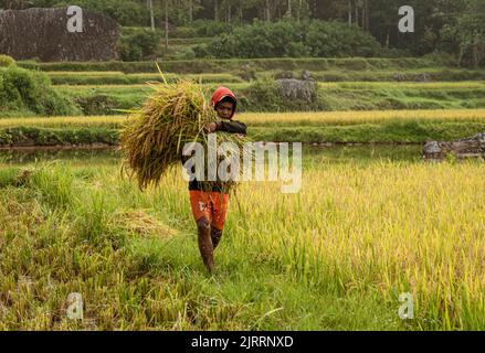 Indonésie, 13 juin 2022 - un rizicole récolte du riz mûr pour le village. Banque D'Images