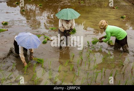 Indonésie, 13 juin 2022 - les femmes plantent du riz dans un champ couvert d'eau. Banque D'Images