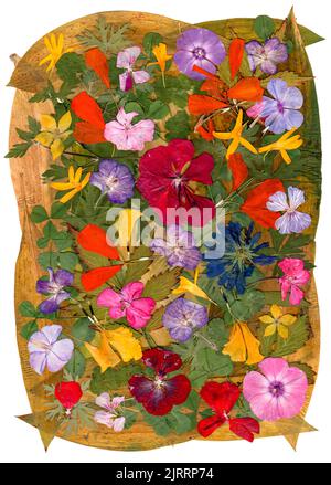 applique multicolore motley de fleurs séchées pressées Banque D'Images