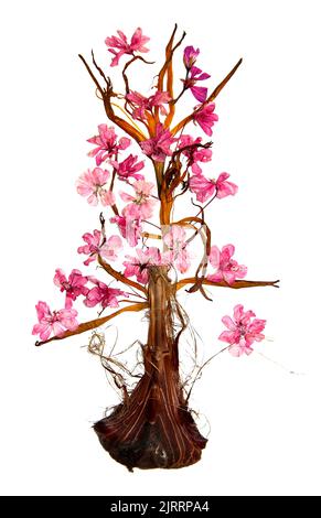Bonsai fait de pétales de nénuphars séchés, de peau d'oignon d'iris et de géraniums de fleurs pressées Banque D'Images