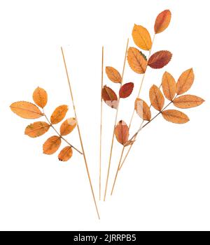 feuilles d'orange pressée sèches de cendre de montagne et fines lames d'herbe Banque D'Images