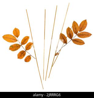 feuilles d'orange pressée sèches de cendre de montagne et fines lames d'herbe Banque D'Images