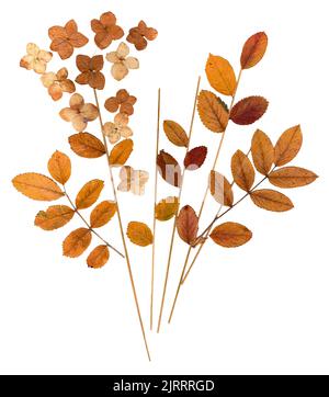 les feuilles d'orange pressée sèches de la cendre de montagne, les lames d'herbe et les fleurs celandine fleur Banque D'Images