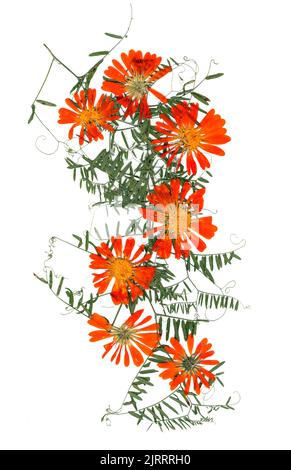 application, un bouquet de fleurs de calendula d'orange vif séchées et de petites feuilles délicates de pois doux Banque D'Images