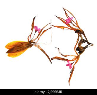 Applique florale 'Fish' faite de fleurs séchées pressées géranium et de pétales de lis extrudés incurvés bizarres Banque D'Images