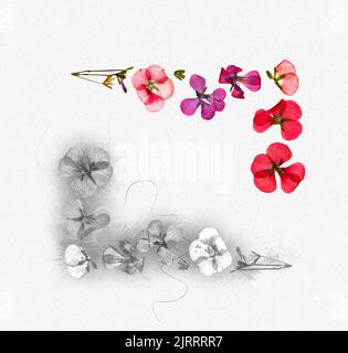 rose rouge brun géranium perspective, sec fleurs délicates et pétales de pélargonium, isolé sur fond blanc album pressé, bordure, bordure, Banque D'Images