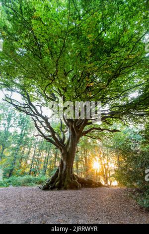 Le Vieux-Marche (Bretagne, nord-ouest de la France) : le hêtre de Kervinihy au lever du soleil, arbre remarquable Banque D'Images