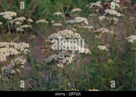 Achillea millefolium. Flèche jaune commune. Fleurs d'une plante médicinale. Matières premières pour l'industrie médicale. Banque D'Images