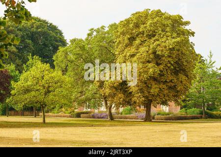 Bicester, Oxfordshire, 26 août 2022. MÉTÉO : le Royaume-Uni connaît les premiers signes de l'automne depuis 20 ans, en raison des températures extrêmes et de la sécheresse qui a suivi. Le bureau du met a déclaré que les températures pourraient à nouveau atteindre 30C pendant le week-end des fêtes de banque. Dans certaines parties du Royaume-Uni, les arbres ont commencé à laisser tomber leurs feuilles et les baies mûrissent des semaines avant le calendrier, au milieu de températures estivales records. Credit Bridget Catterall/Alamy Live News Banque D'Images