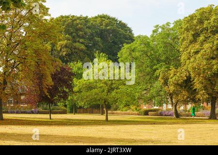 Bicester, Oxfordshire, 26 août 2022. MÉTÉO : le Royaume-Uni connaît les premiers signes de l'automne depuis 20 ans, en raison des températures extrêmes et de la sécheresse qui a suivi. Le bureau du met a déclaré que les températures pourraient à nouveau atteindre 30C pendant le week-end des fêtes de banque. Dans certaines parties du Royaume-Uni, les arbres ont commencé à laisser tomber leurs feuilles et les baies mûrissent des semaines avant le calendrier, au milieu de températures estivales records. Credit Bridget Catterall/Alamy Live News Banque D'Images