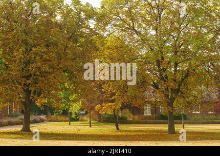 Bicester, Oxfordshire, 26 août 2022. MÉTÉO : le Royaume-Uni connaît les premiers signes de l'automne depuis 20 ans, en raison des températures extrêmes et de la sécheresse qui a suivi. Le bureau du met a déclaré que les températures pourraient à nouveau atteindre 30C pendant le week-end des fêtes de banque. Dans certaines parties du Royaume-Uni, les arbres ont commencé à laisser tomber leurs feuilles et les baies mûrissent des semaines avant le calendrier, au milieu de températures estivales records. Credit Bridget Catterall/Alamy Live News Banque D'Images