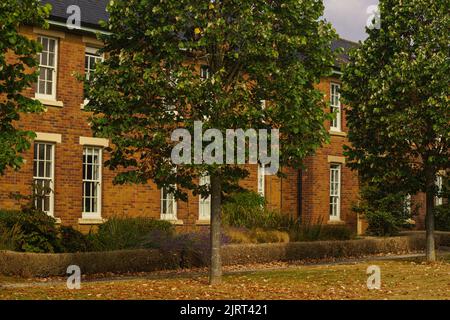 Bicester, Oxfordshire, 26 août 2022. MÉTÉO : le Royaume-Uni connaît les premiers signes de l'automne depuis 20 ans, en raison des températures extrêmes et de la sécheresse qui a suivi. Le bureau du met a déclaré que les températures pourraient à nouveau atteindre 30C pendant le week-end des fêtes de banque. Dans certaines parties du Royaume-Uni, les arbres ont commencé à laisser tomber leurs feuilles et les baies mûrissent des semaines avant le calendrier, au milieu de températures estivales records. Credit Bridget Catterall/Alamy Live News Banque D'Images